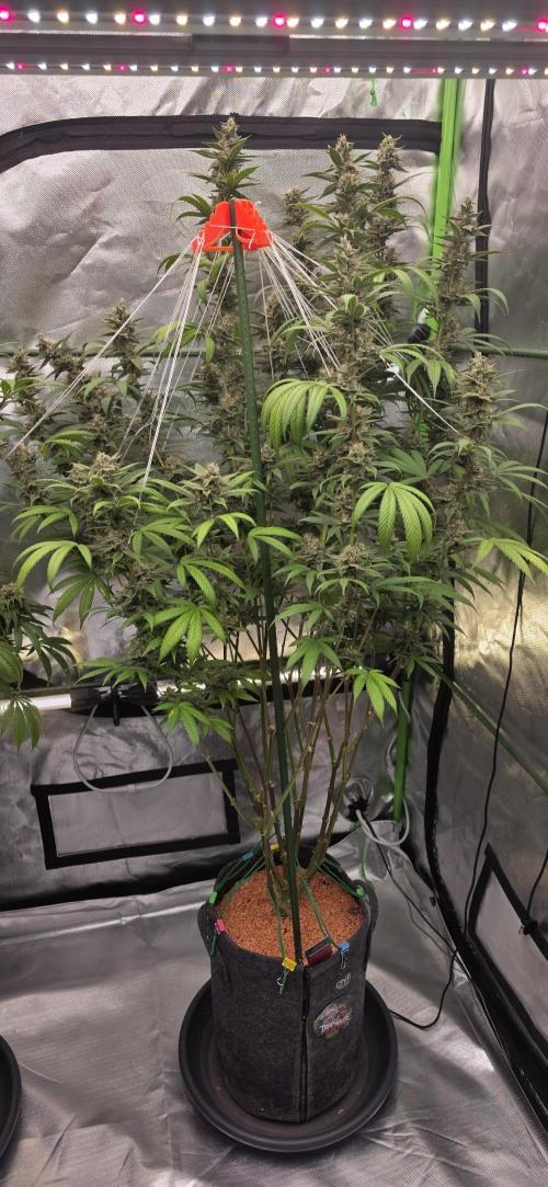 PM die 2.. Week 19