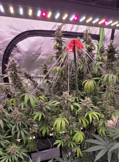 PM die 2.. Week 20