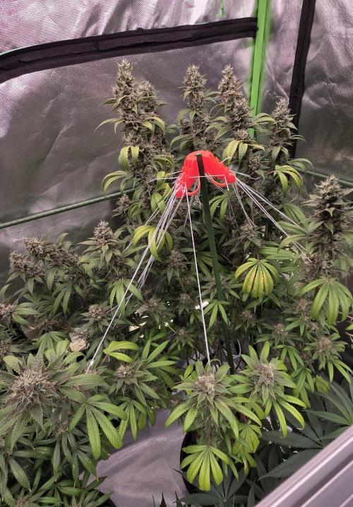 PM die 2.. Week 20