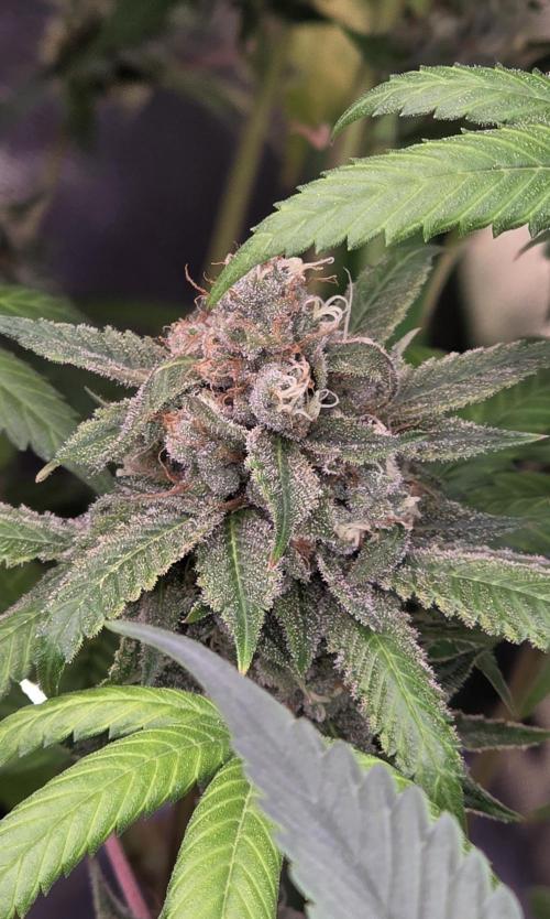 PM die 2.. Week 20