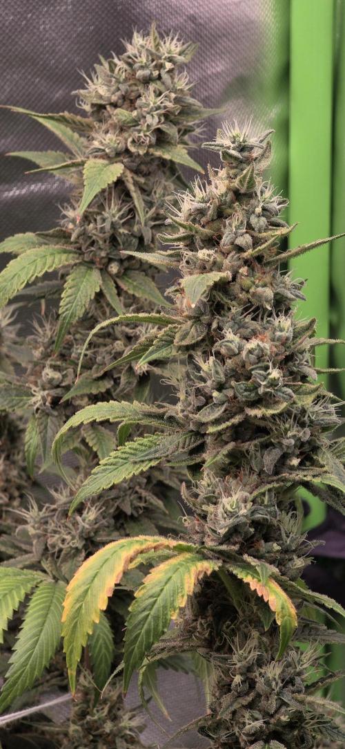 PM die 2.. Week 20