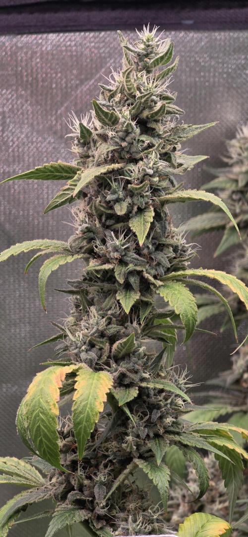 PM die 2.. Week 20