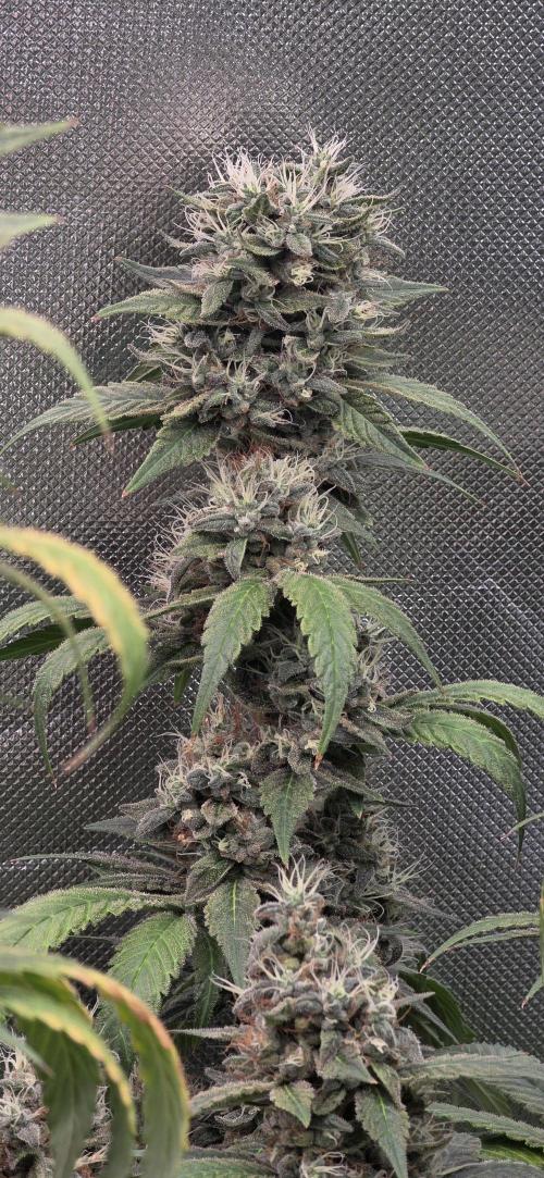PM die 2.. Week 20
