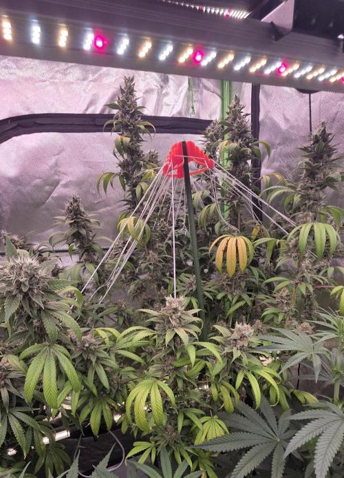 PM die 2.. Week 20