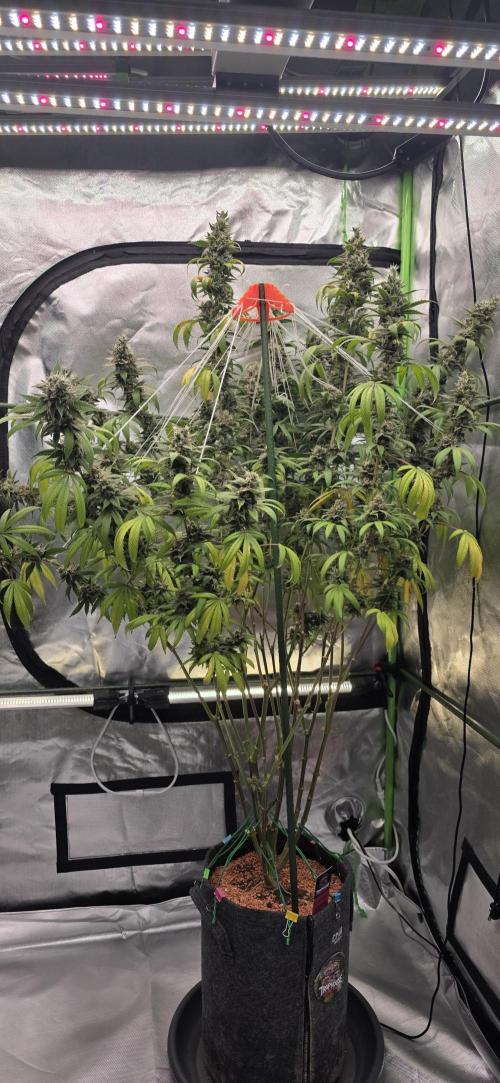PM die 2.. Week 21