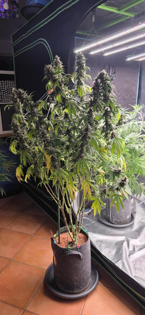 PM die 2.. Week 21