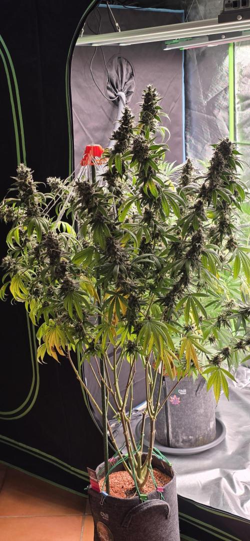 PM die 2.. Week 21