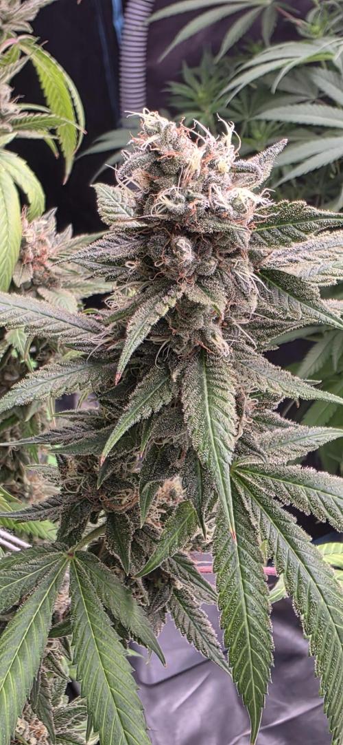 PM die 2.. Week 21