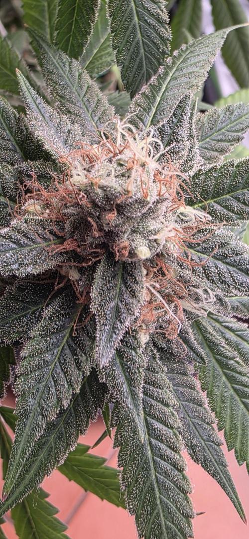 PM die 2.. Week 21
