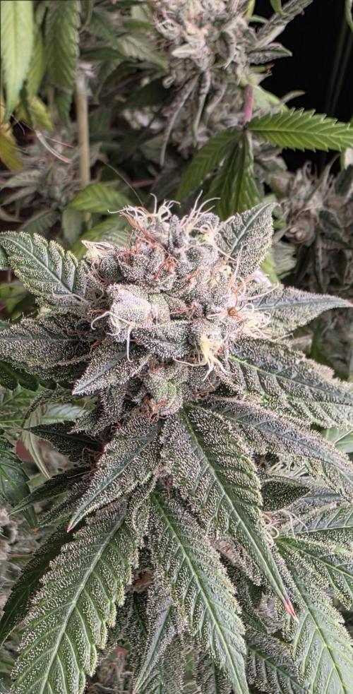 PM die 2.. Week 21