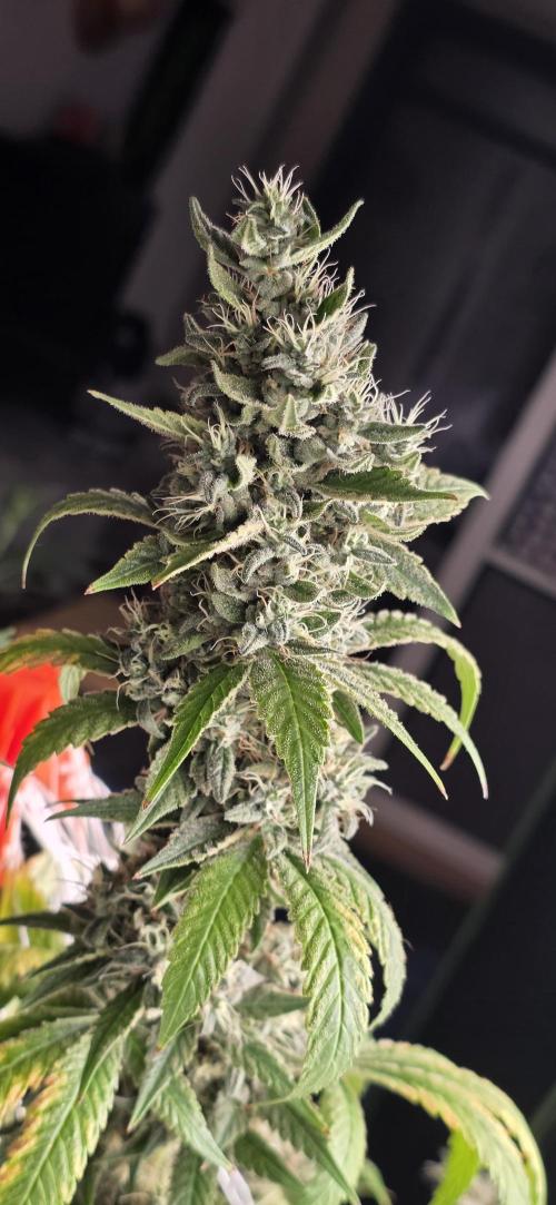 PM die 2.. Week 21