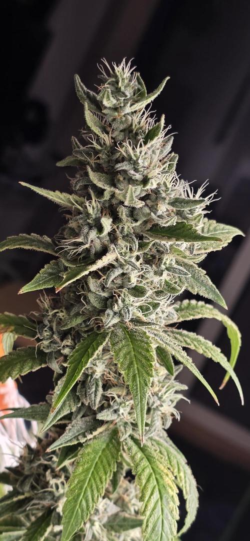 PM die 2.. Week 21