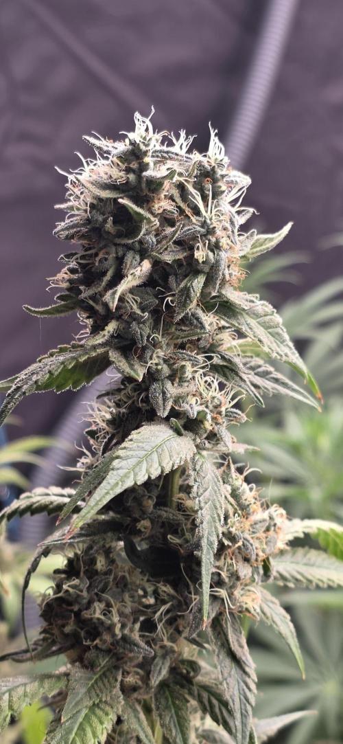 PM die 2.. Week 21