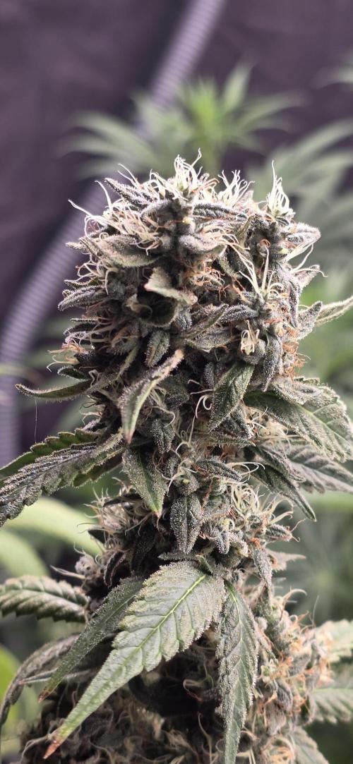 PM die 2.. Week 21