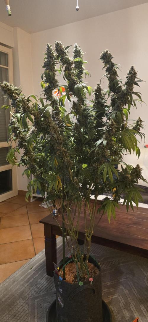 PM die 2.. Week 21