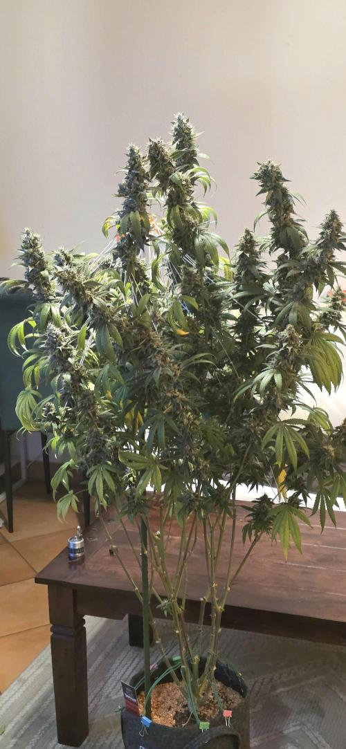 PM die 2.. Week 21