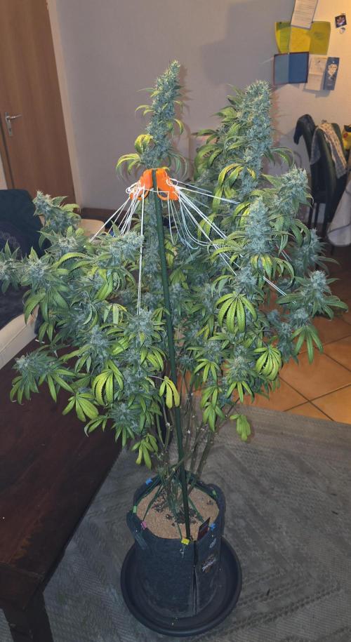 PM die 2.. Week 21