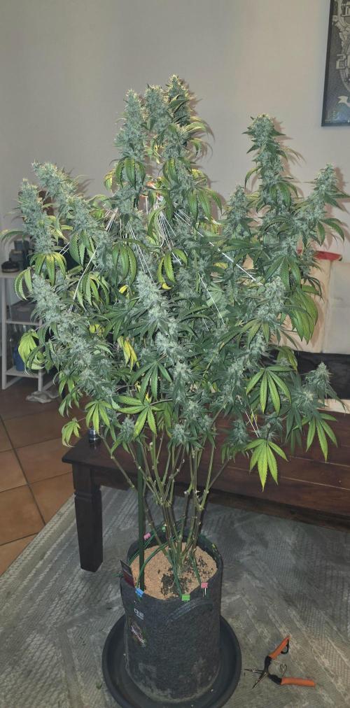 PM die 2.. Week 21