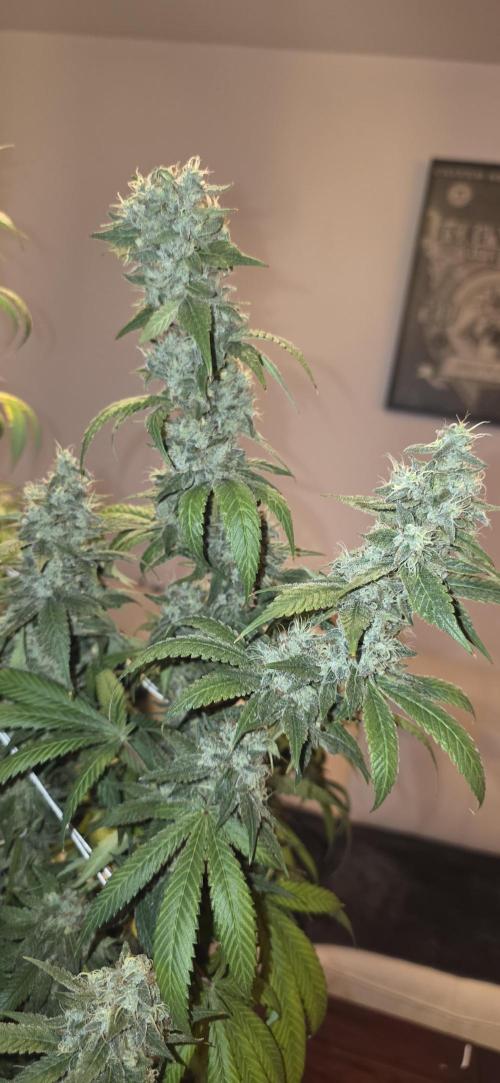 PM die 2.. Week 21