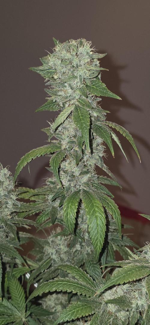 PM die 2.. Week 21