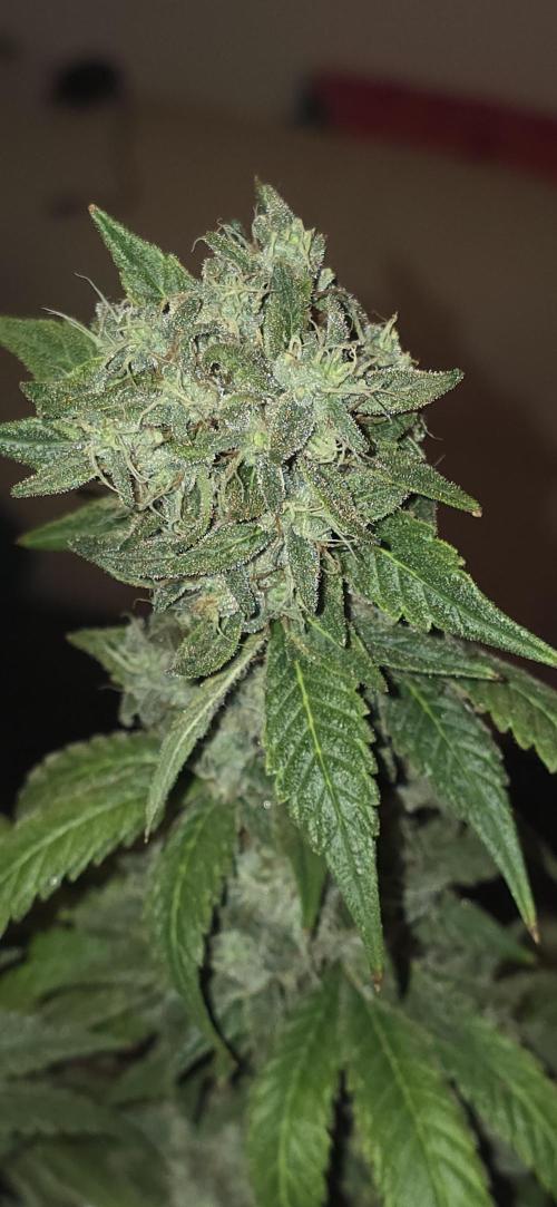PM die 2.. Week 21