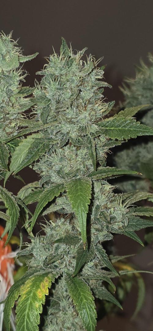 PM die 2.. Week 21