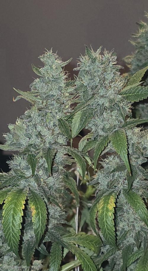 PM die 2.. Week 21