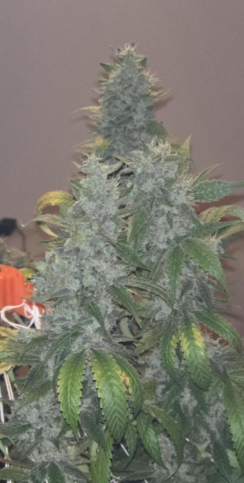PM die 2.. Week 21