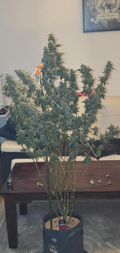 PM die 2.. Week 21