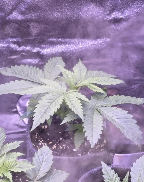 Junky 99. Week 3