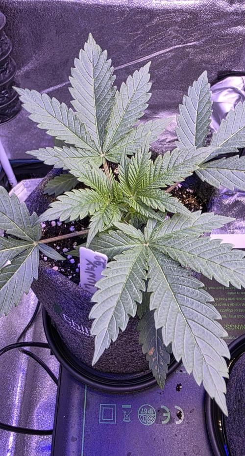 Junky 99. Week 3