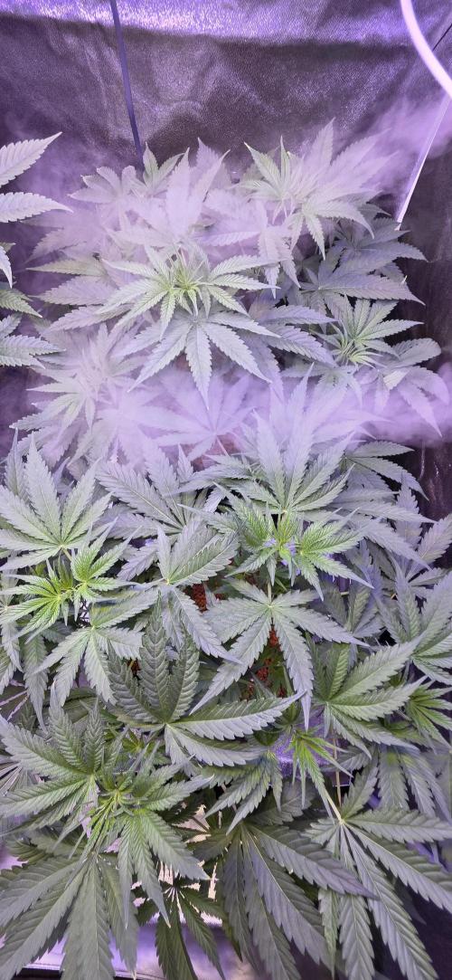 Junky 99. Week 5