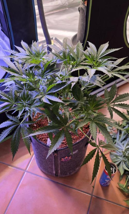 Junky 99. Week 5