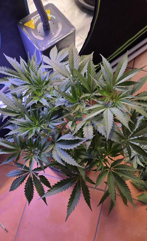 Junky 99. Week 5