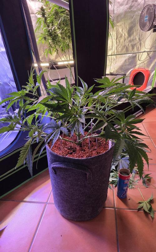 Junky 99. Week 5