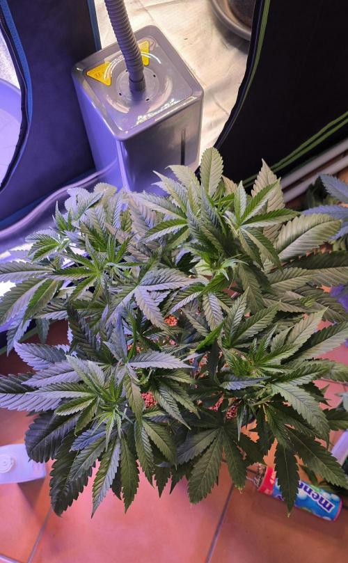 Junky 99. Week 5