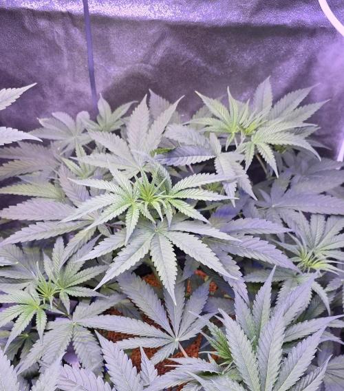 Junky 99. Week 5