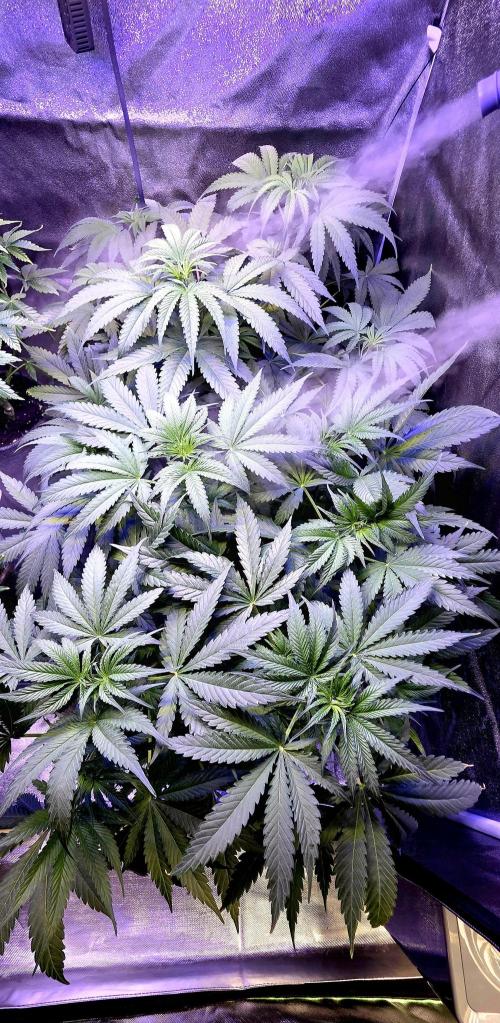 Junky 99. Week 6