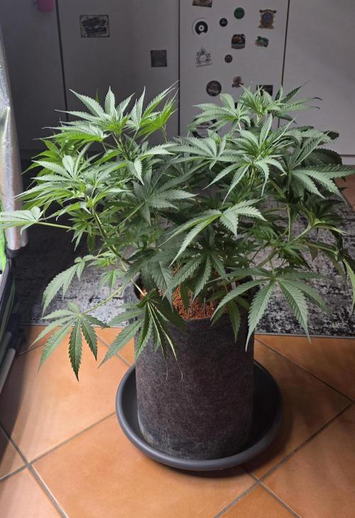 Junky 99. Week 6