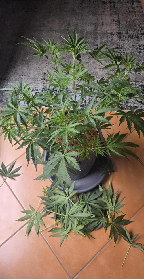 Junky 99. Week 6