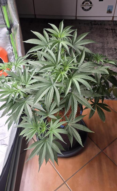 Junky 99. Week 6