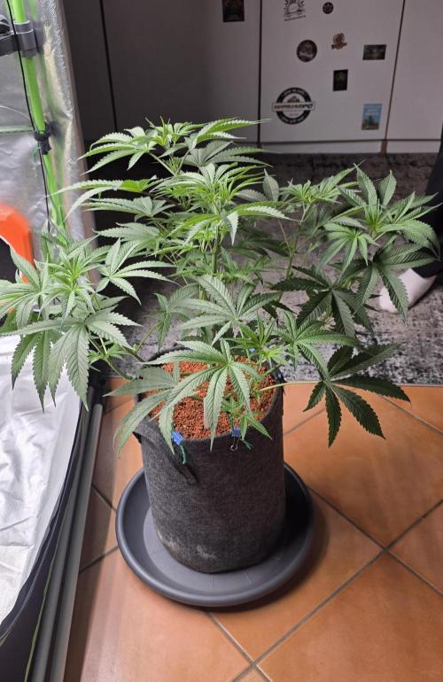 Junky 99. Week 6