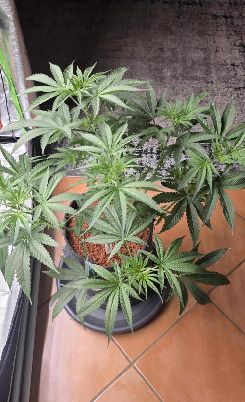 Junky 99. Week 6