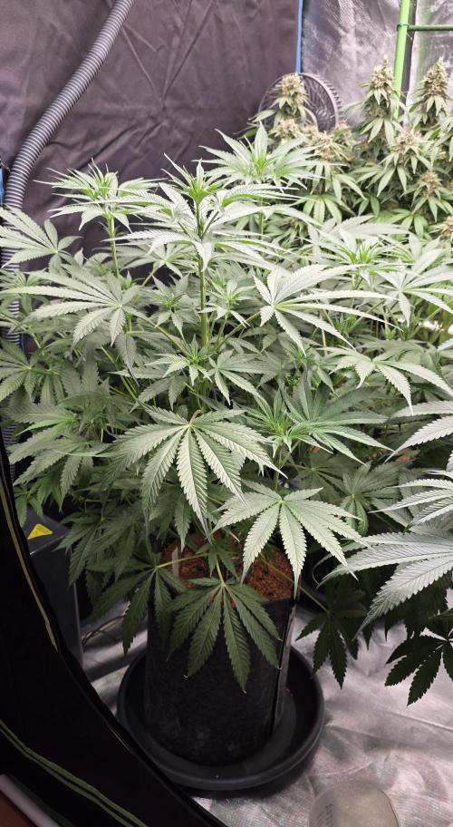 Junky 99. Week 7