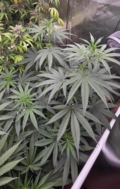 Junky 99. Week 7