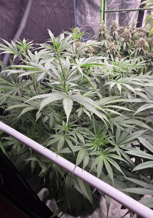Junky 99. Week 7