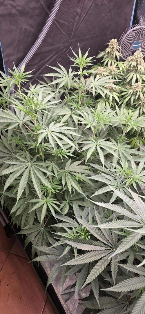 Junky 99. Week 8