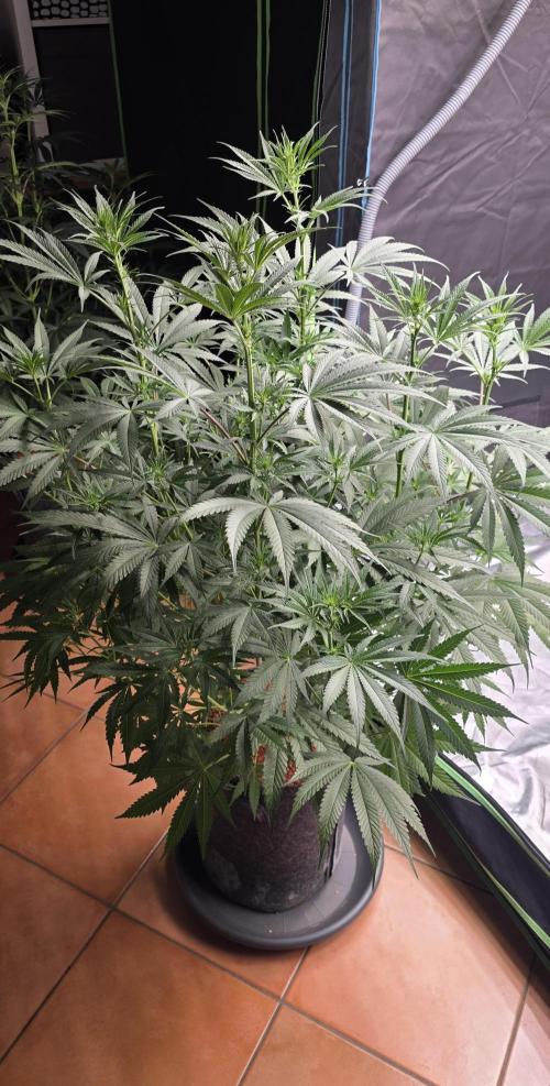 Junky 99. Week 8