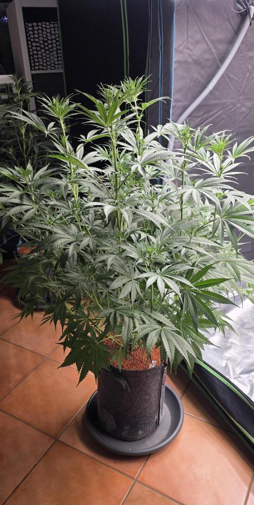 Junky 99. Week 8
