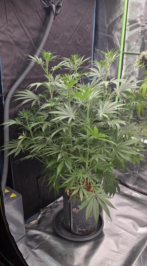 Junky 99. Week 8